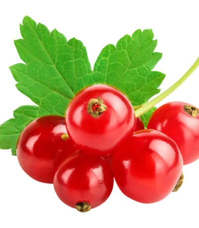 Red Currant
