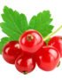 Red Currant