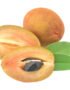 Sapodilla (Chikoo) Thailand
