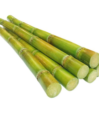 Sugarcane