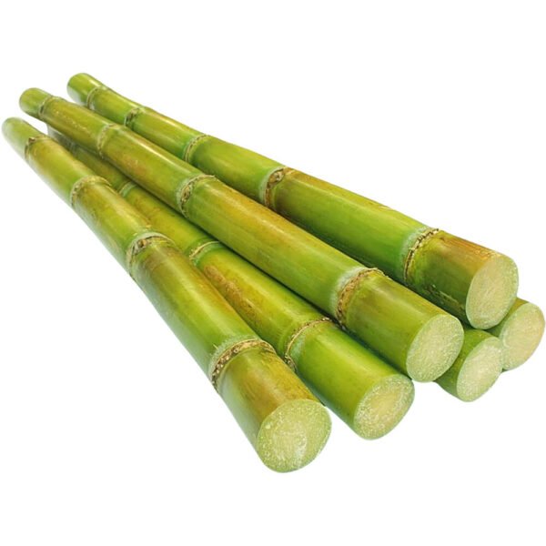 Sugarcane