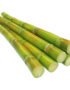 Sugarcane