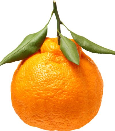 Ugly Mandarin with Leaves
