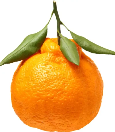 Ugly Mandarin with Leaves