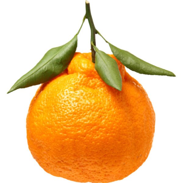 Ugly Mandarin with Leaves