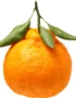 Ugly Mandarin with Leaves