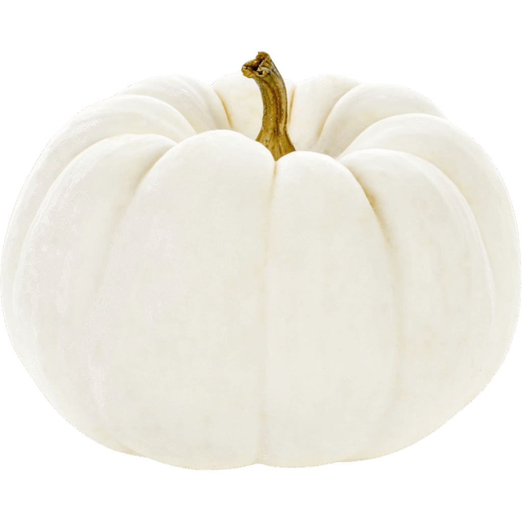 White Pie Pumpkin