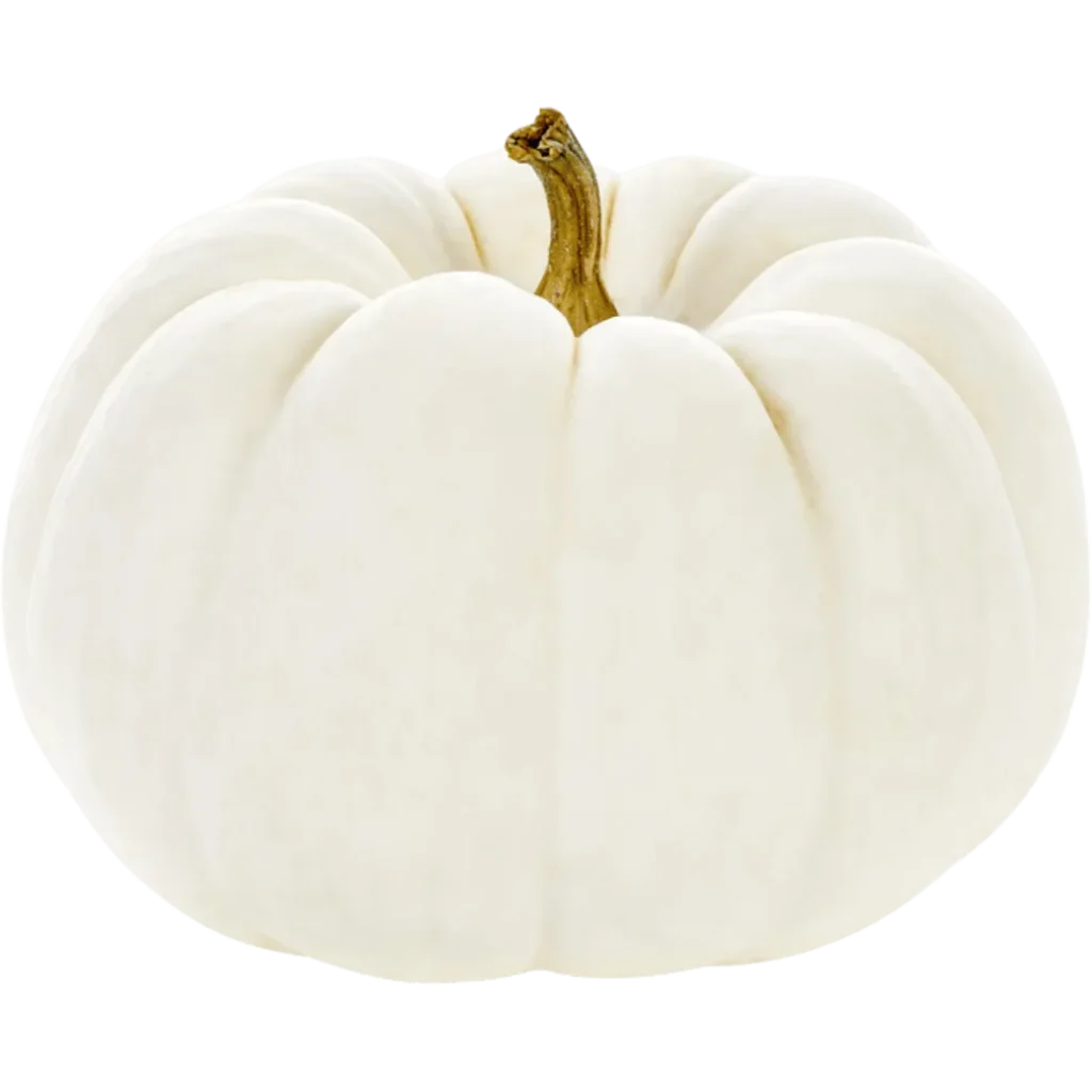 White Pie Pumpkin