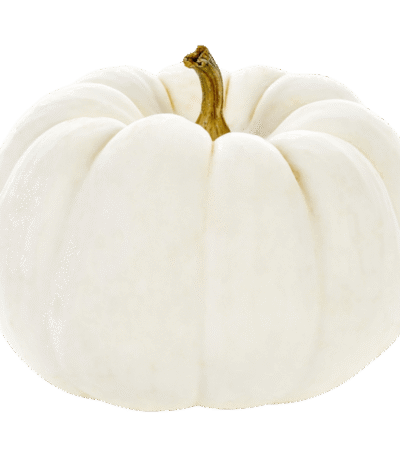 White Pie Pumpkin