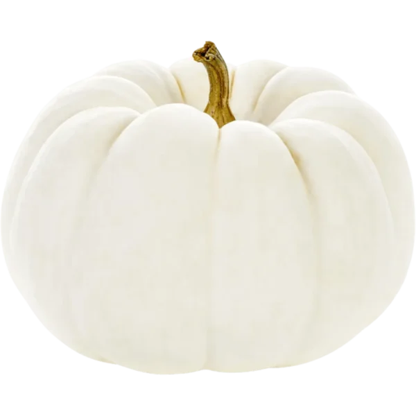 White Pie Pumpkin