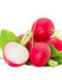 Baby Radish Red