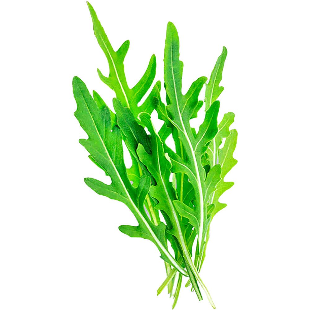 baby-rocca-freshleaf-dubai-uae-img01 (1) Baby Rocca UAE