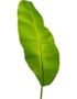 Banana Leaf