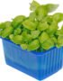 Basil Cress