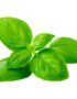 Basil