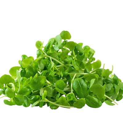 Basil Genovese – Microgreen Cut