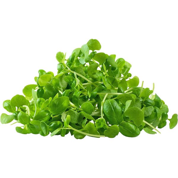 Basil Genovese – Microgreen Cut