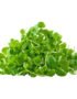 Basil Genovese – Microgreen Cut