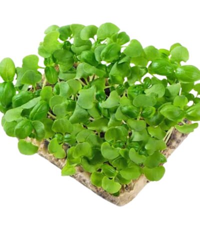 Basil Genovese – Microgreens Punnet