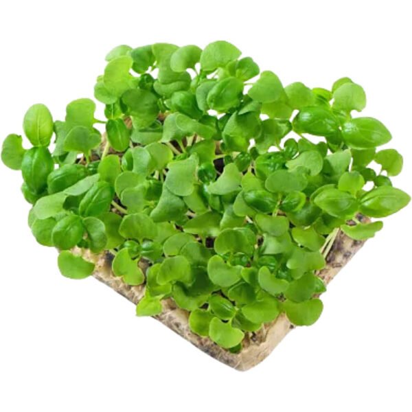 Basil Genovese – Microgreens Punnet