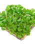Basil Genovese – Microgreens Punnet