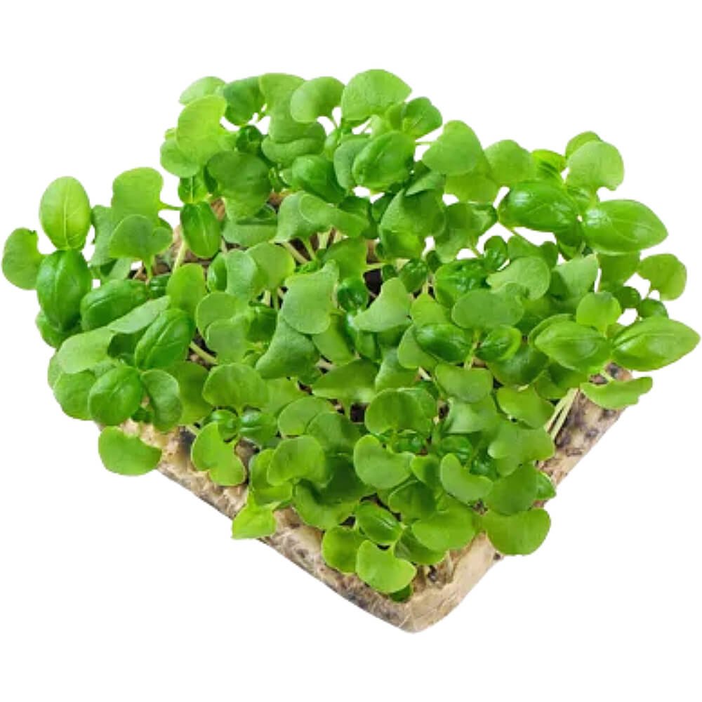 Basil Genovese – Microgreens Punnet