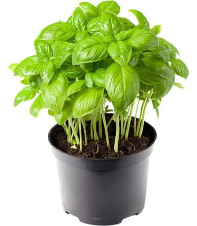 Basil Pot