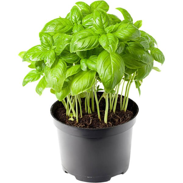 Basil Pot