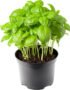 Basil Pot