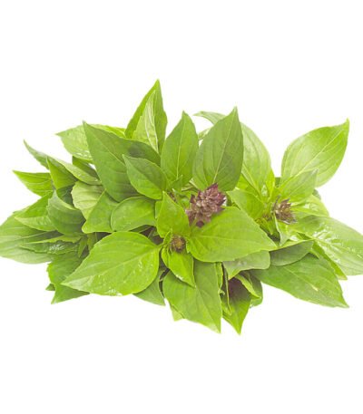 Basil Sweet Thailand