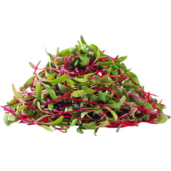 Beetroot – Microgreen Cut