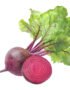 Beetroot Organic