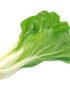 Bok Choy Holland