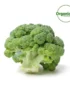 BROCCOLI FRESH