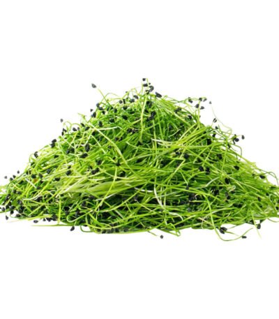 Chives – Microgreen Cut