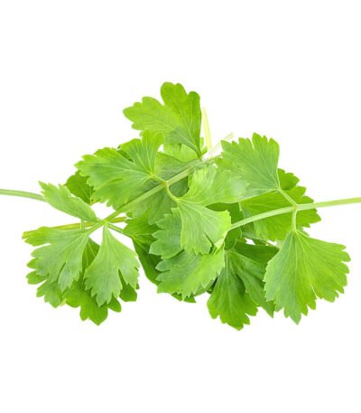 Coriander | Cilantro