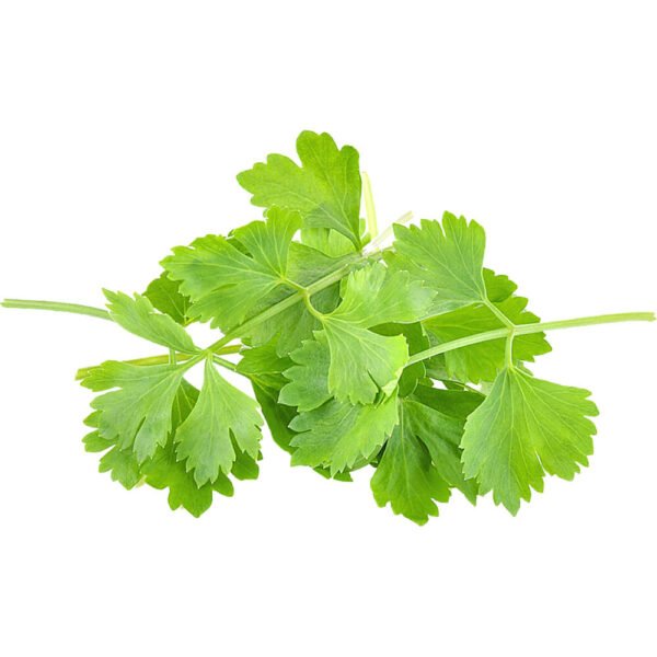 Coriander | Cilantro