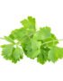 Coriander | Cilantro