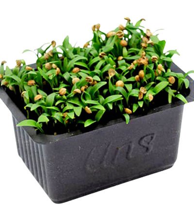 Coriander Cress