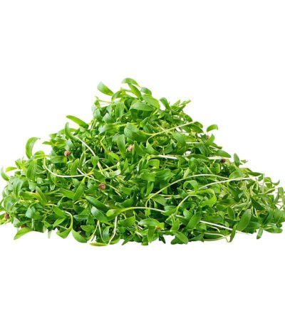 Coriander – Microgreen Cut