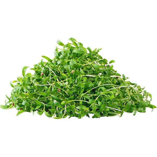Coriander – Microgreen Cut