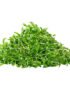 Coriander – Microgreen Cut