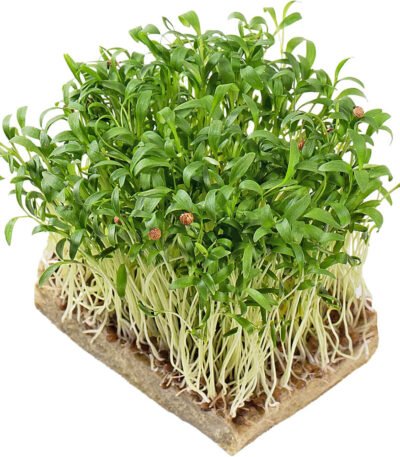 Coriander – Microgreens Punnet