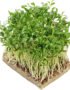 Coriander – Microgreens Punnet