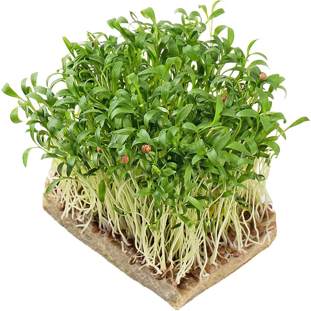 Coriander – Microgreens Punnet