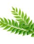 Curry Leaves