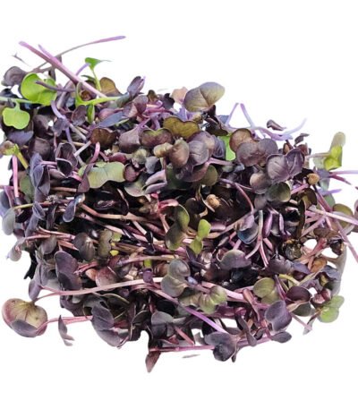 Daikon Red – Microgreen Cut