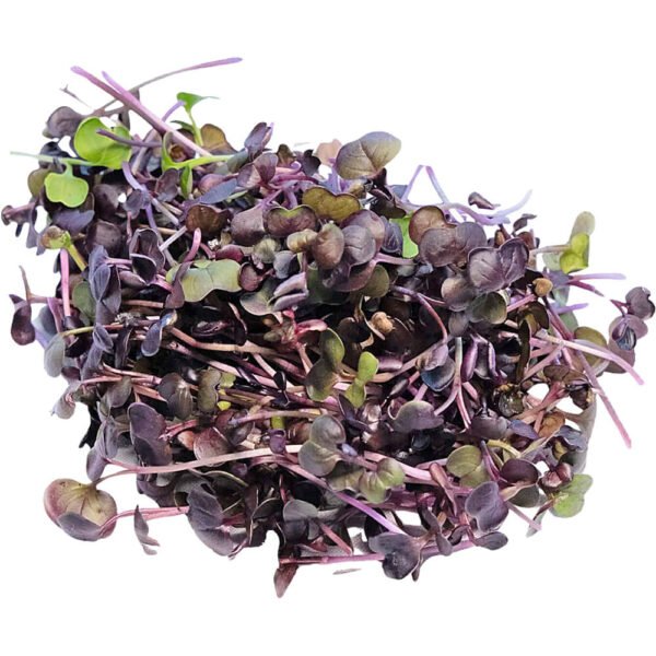 Daikon Red – Microgreen Cut