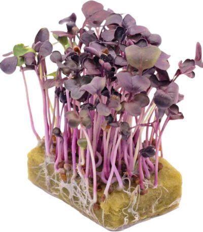 Daikon Red – Microgreens Punnet
