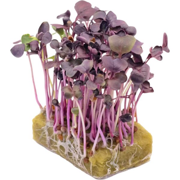 Daikon Red – Microgreens Punnet